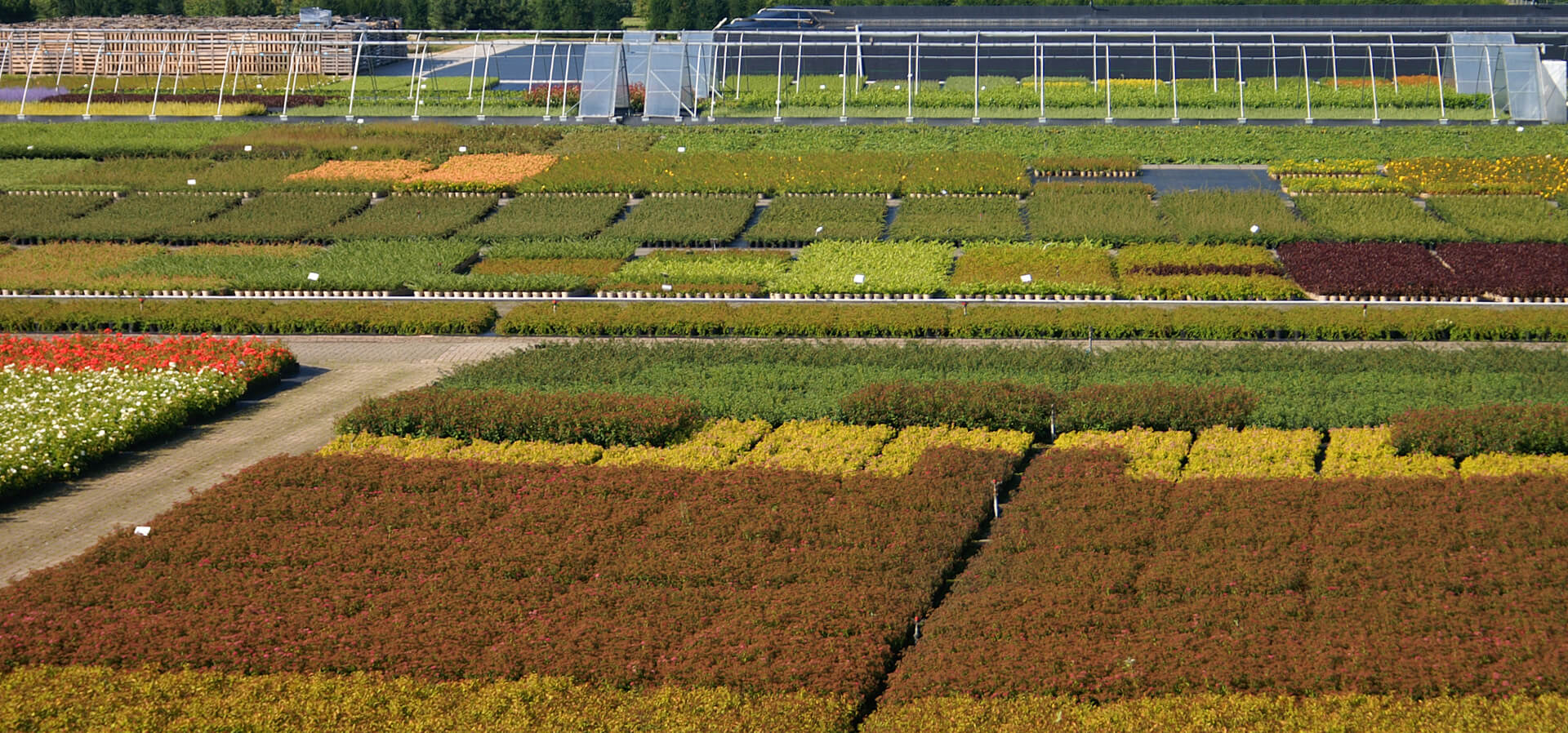 Op ons containerveld in Zundert kweken we een breed assortiment van heesters en rozen.  We hebben een gesloten systeem (recirculerend) , waardoor er geen emissie naar oppervlakte- en grondwater is.